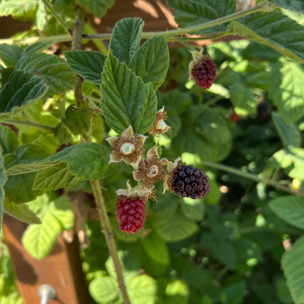 Meet your Posher, Josceline